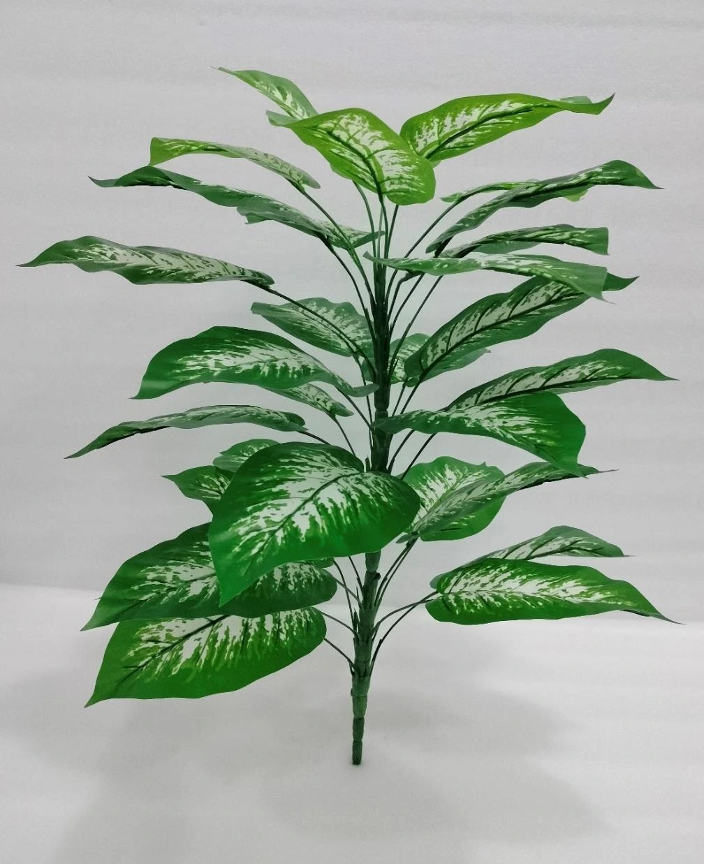 Money Plant/Bunch Med 23+6 80cm